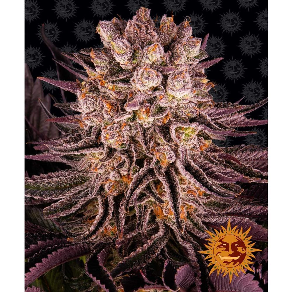 Barneys Farm Mimosa x Orange Punch Hanfsamen Blüte