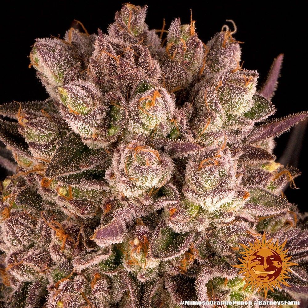 Barneys Farm Mimosa x Orange Punch Hanfsamen Blüte