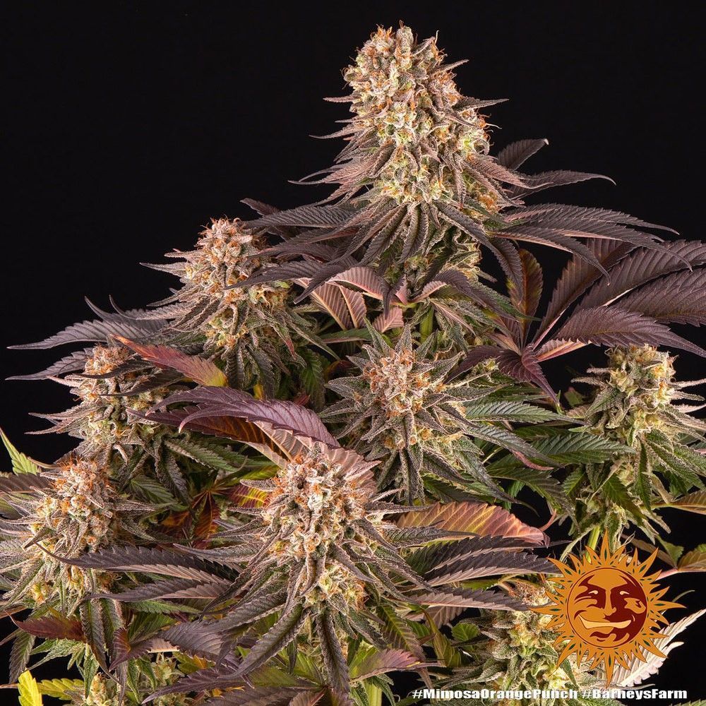 Barneys Farm Mimosa x Orange Punch Hanfsamen Blüte
