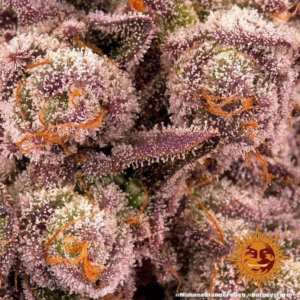 Barneys Farm Mimosa x Orange Punch Hanfsamen Blüte