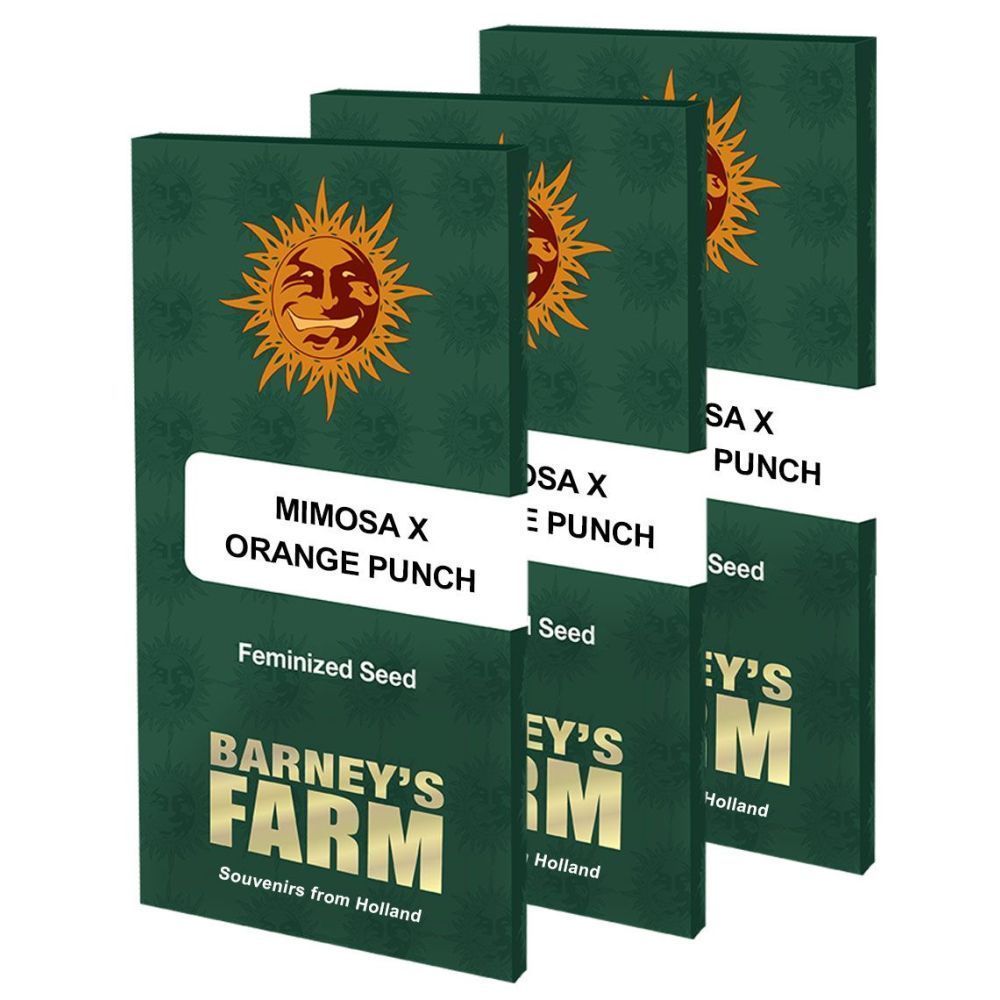 Barneys Farm Mimosa x Orange Punch Hanfsamen Verpackung