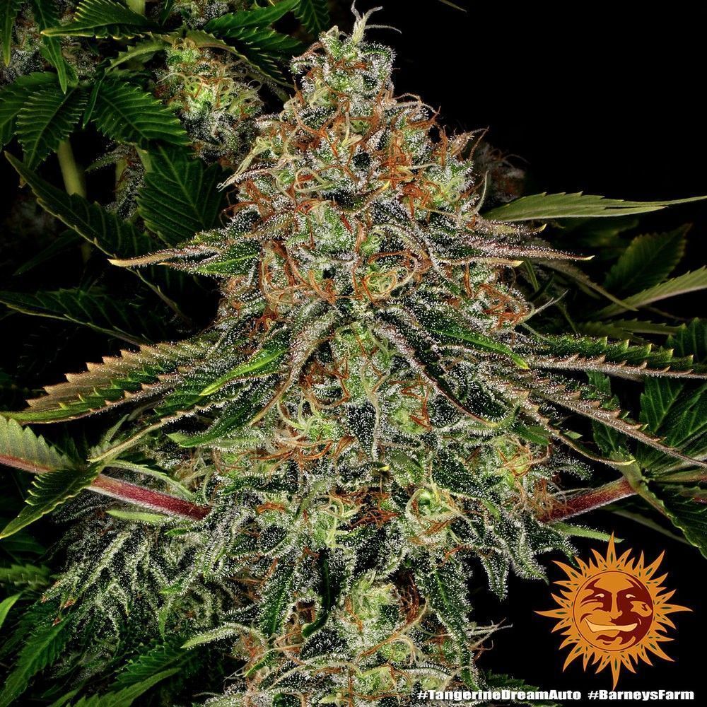 Barneys Farm Tangerine Dream Automatic Hanfsamen Blüte