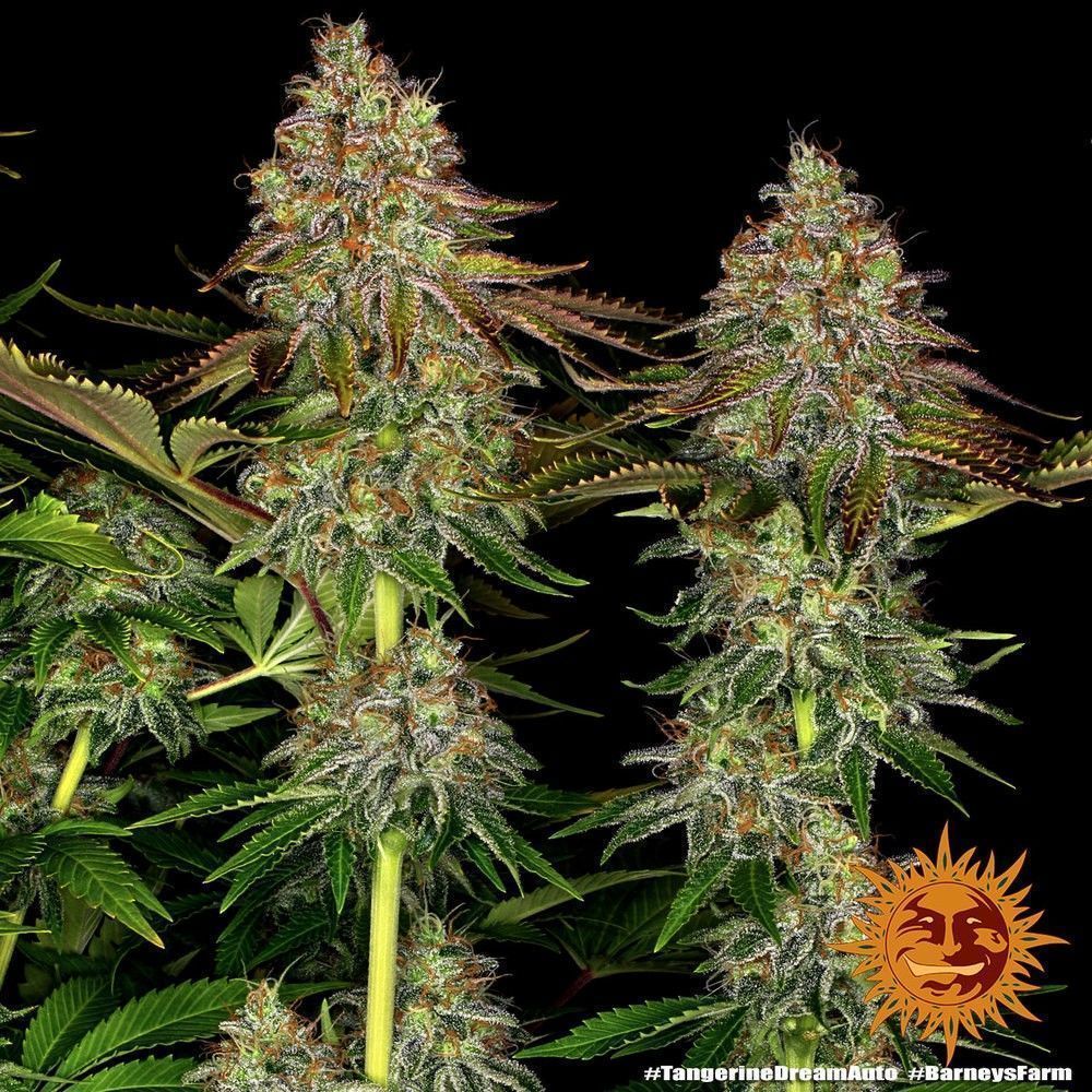 Barneys Farm Tangerine Dream Automatic Hanfsamen Blüte