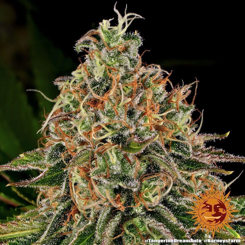Barneys Farm Tangerine Dream Automatic Hanfsamen Blüte