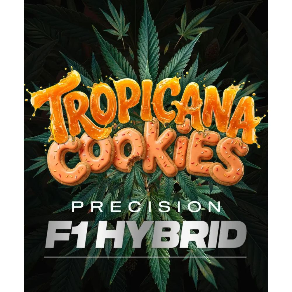 Barneys Farm Tropicana Cookies F1 Auto Hanfsamen Blüte