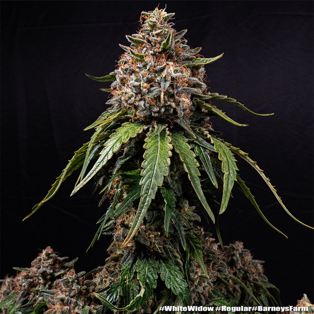 Barneys Farm White Widow Hanfsamen Blüte