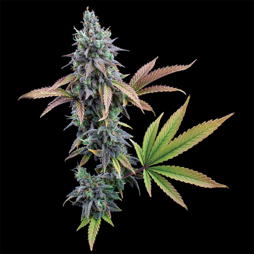 Brother Grimm Seeds Cinderella 99 Feminisierte Hanfsamen Cannabisblüte