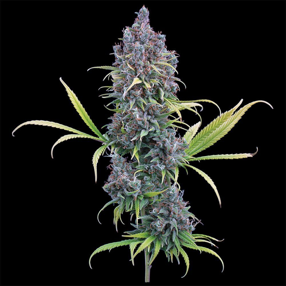 Brother Grimm Seeds Durban Thai x C99 Feminisierte Hanfsamen Cannabisblüte