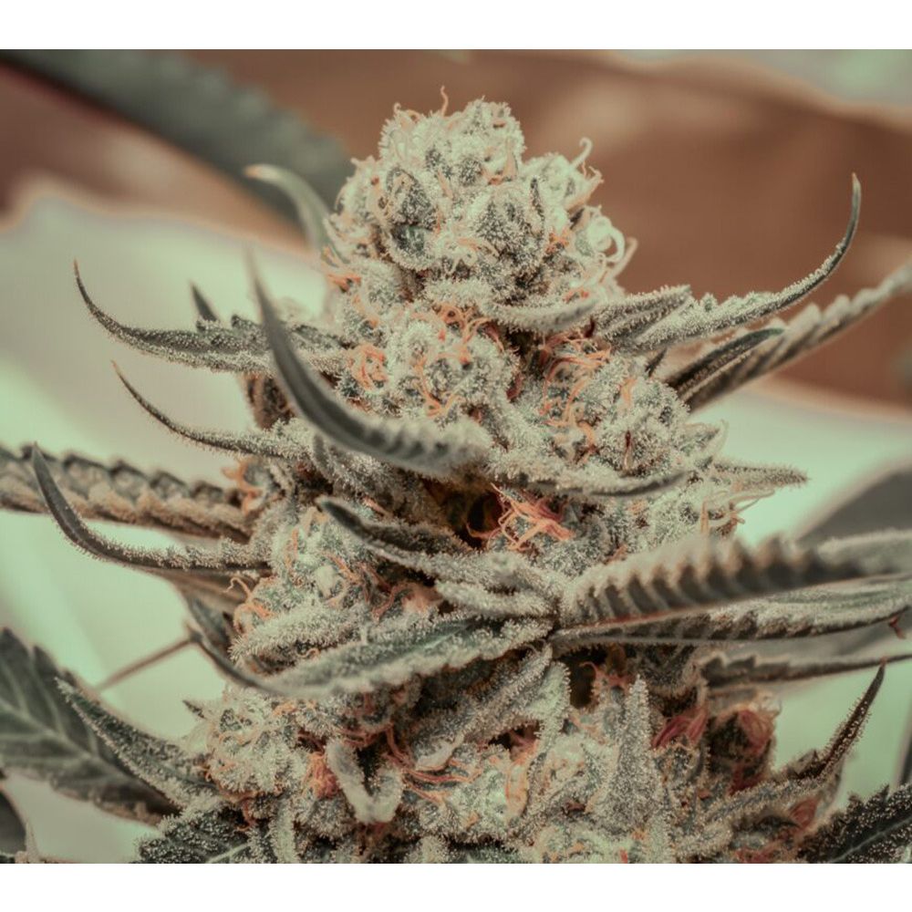 Brother Grimm Killer Queen Feminisierte Hanfsamen Cannabisblüte
