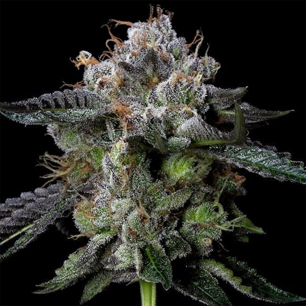 DNA Genetics Four Prophets Feminisierte Hanfsamen Cannabisblüte
