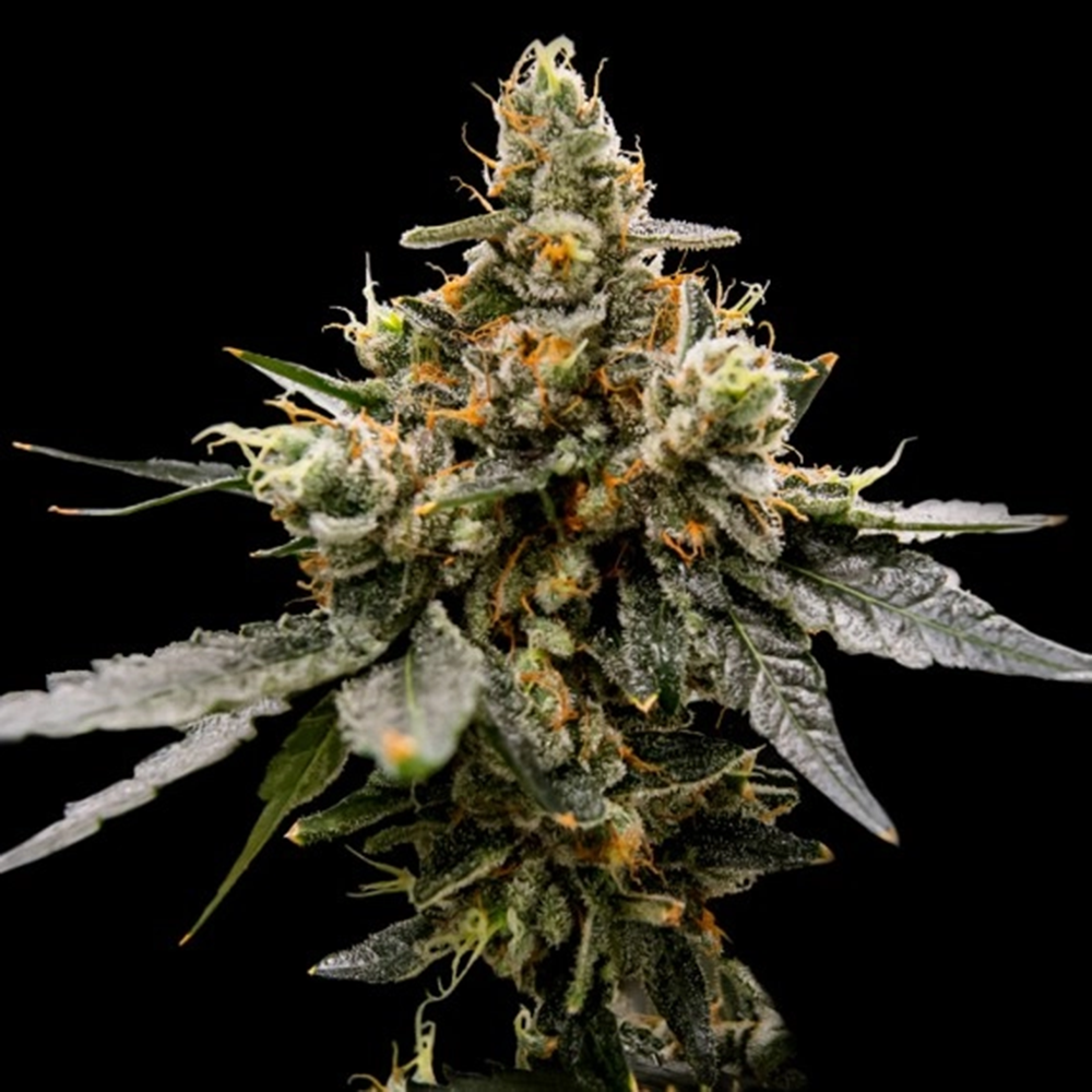 DNA Genetics Gaz Money Feminisierte Hanfsamen Cannabisblüte