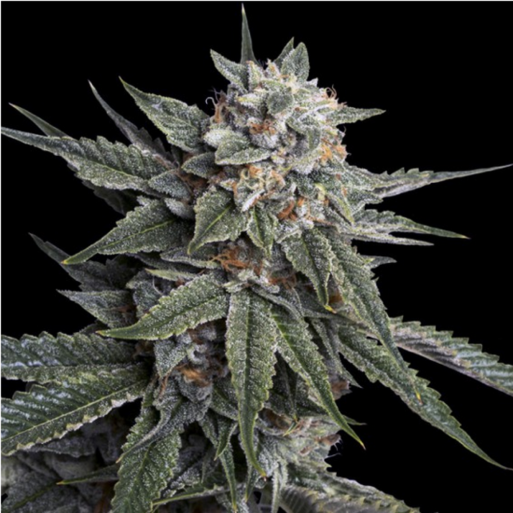 DNA Genetics Holy Grail Kush Feminisierte Hanfsamen