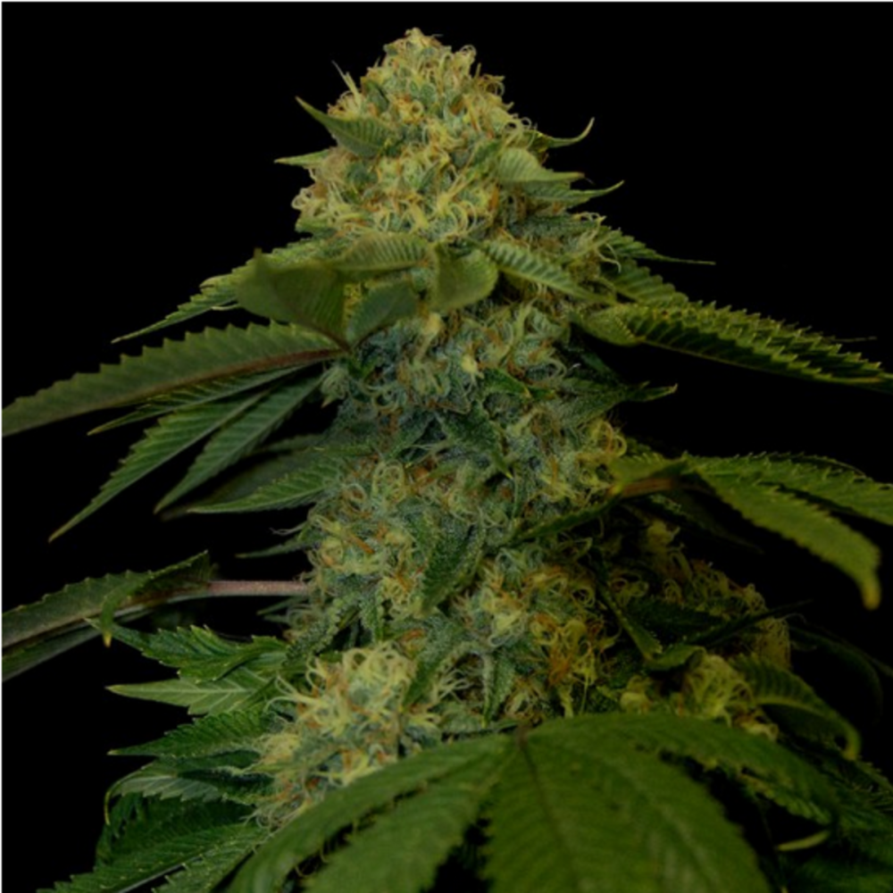DNA Genetics Holy Grail Kush Feminisierte Hanfsamen