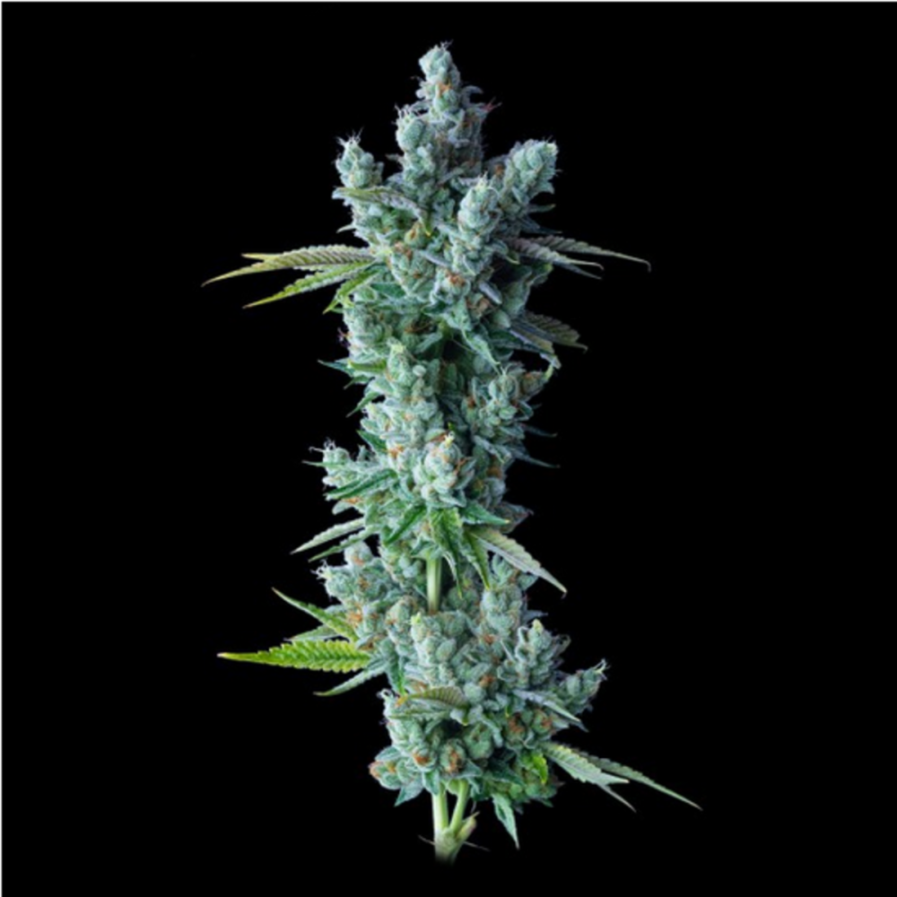DNA Genetics Kosher Dawg Feminisierte Hanfsamen