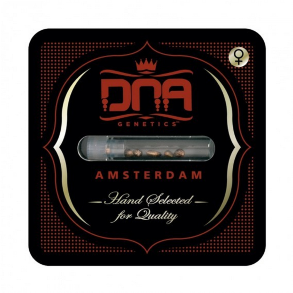 DNA Genetics Kosher Dawg Feminisierte Hanfsamen Verpackung