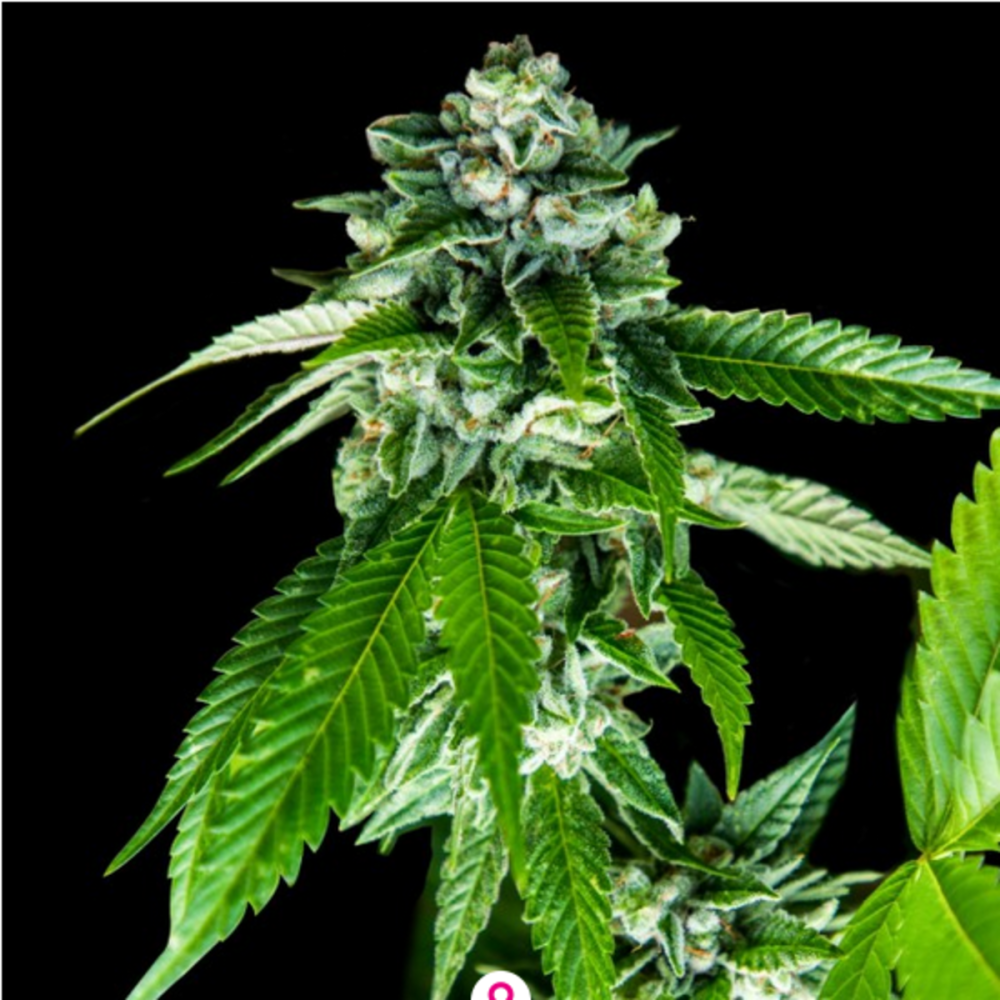 DNA Genetics Sorbet Dreams Feminisierte Hanfsamen