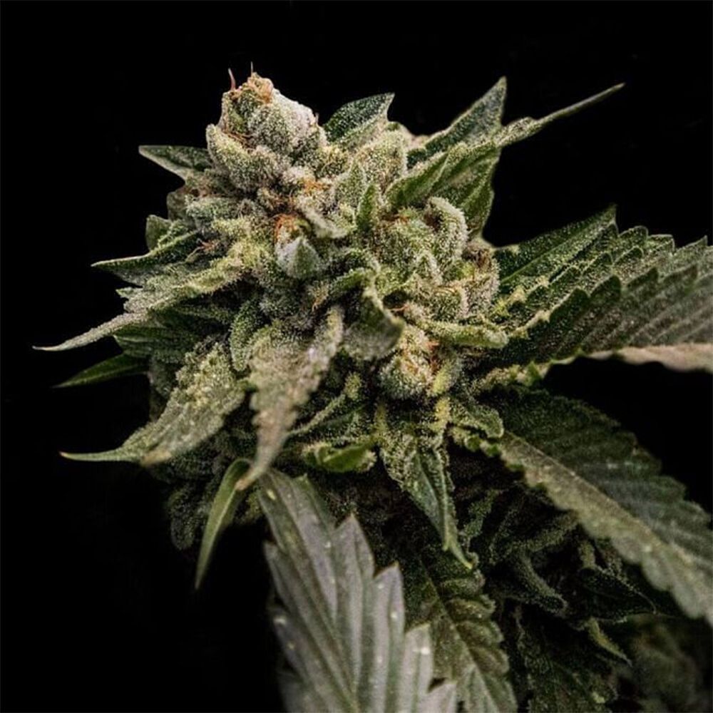 DNA Genetics Strawberry Sorbet Feminisierte Hanfsamen Cannabisblüte