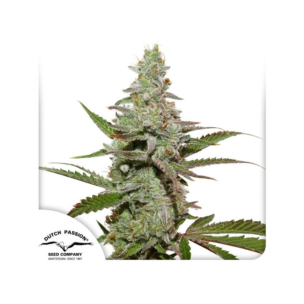 Dutch Passion Amsterdam Amnesia feminisierte Hanfsamen Blüte