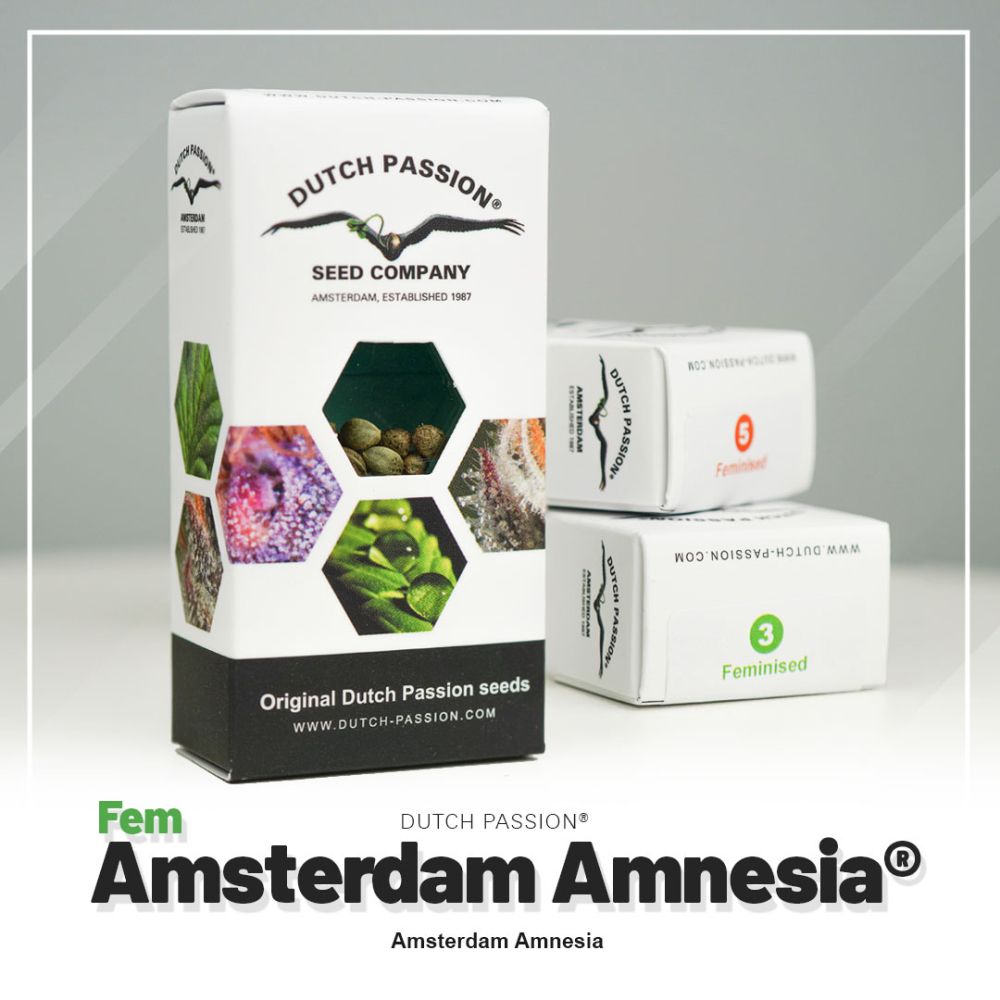 Dutch Passion Amsterdam Amnesia feminisierte Hanfsamen Verpackung