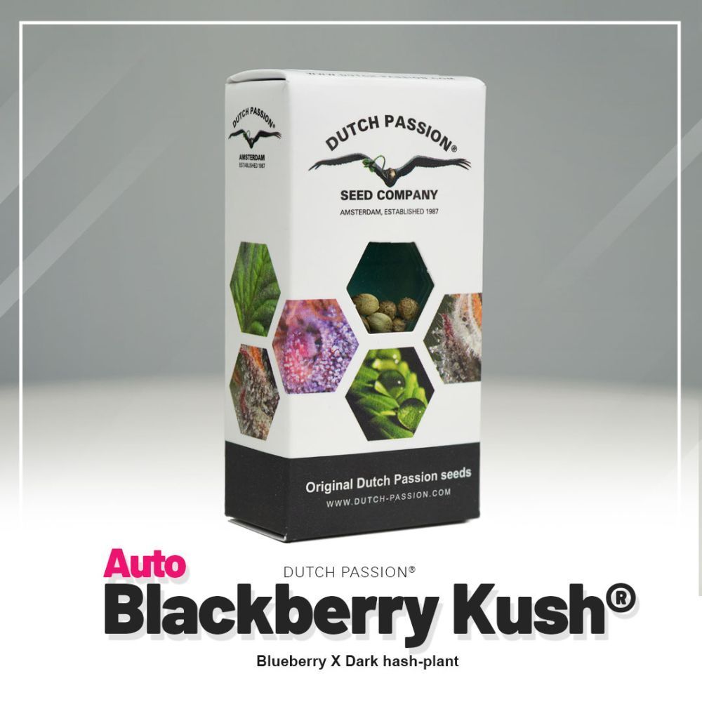 Auto Blackberry Kush Hanfsamen Verpackung