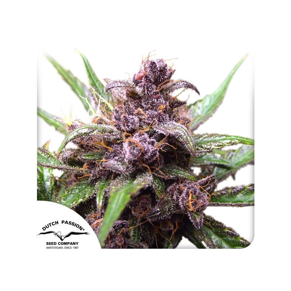 Auto Blackberry Kush Hanfsamen Blüte