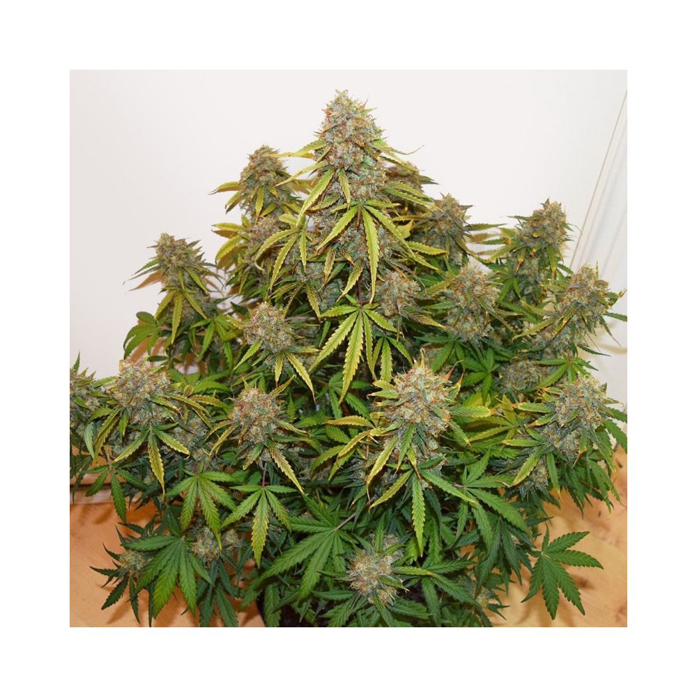 CBD Auto Brooklyn Sunrise Hanfsamen Blüte