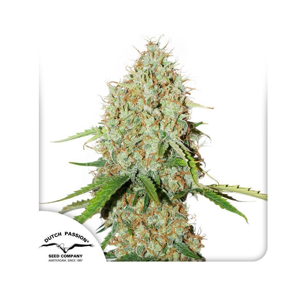 CBD Auto Brooklyn Sunrise Hanfsamen Blüte