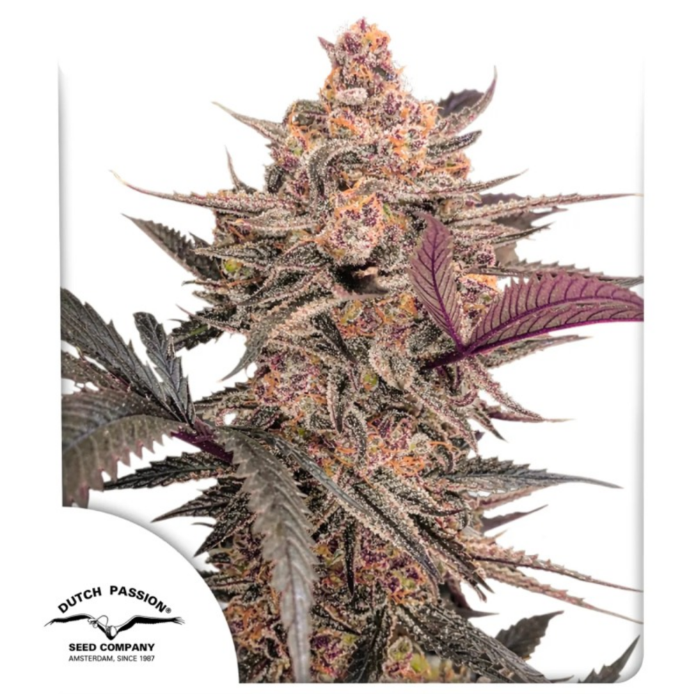 Dutch Passion Blue Applez Feminisierte Hanfsamen Cannabisblüte