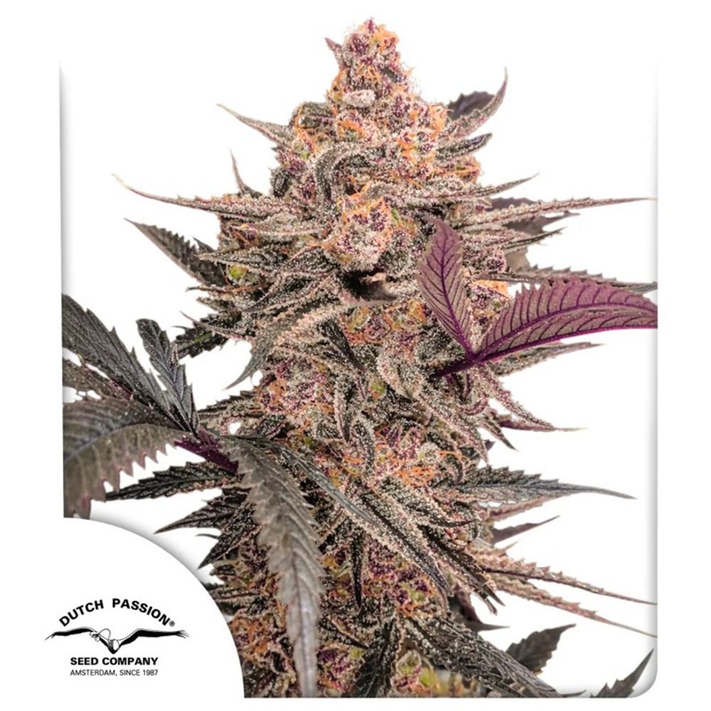Dutch Passion Blue Applez Feminisierte Hanfsamen Cannabisblüte