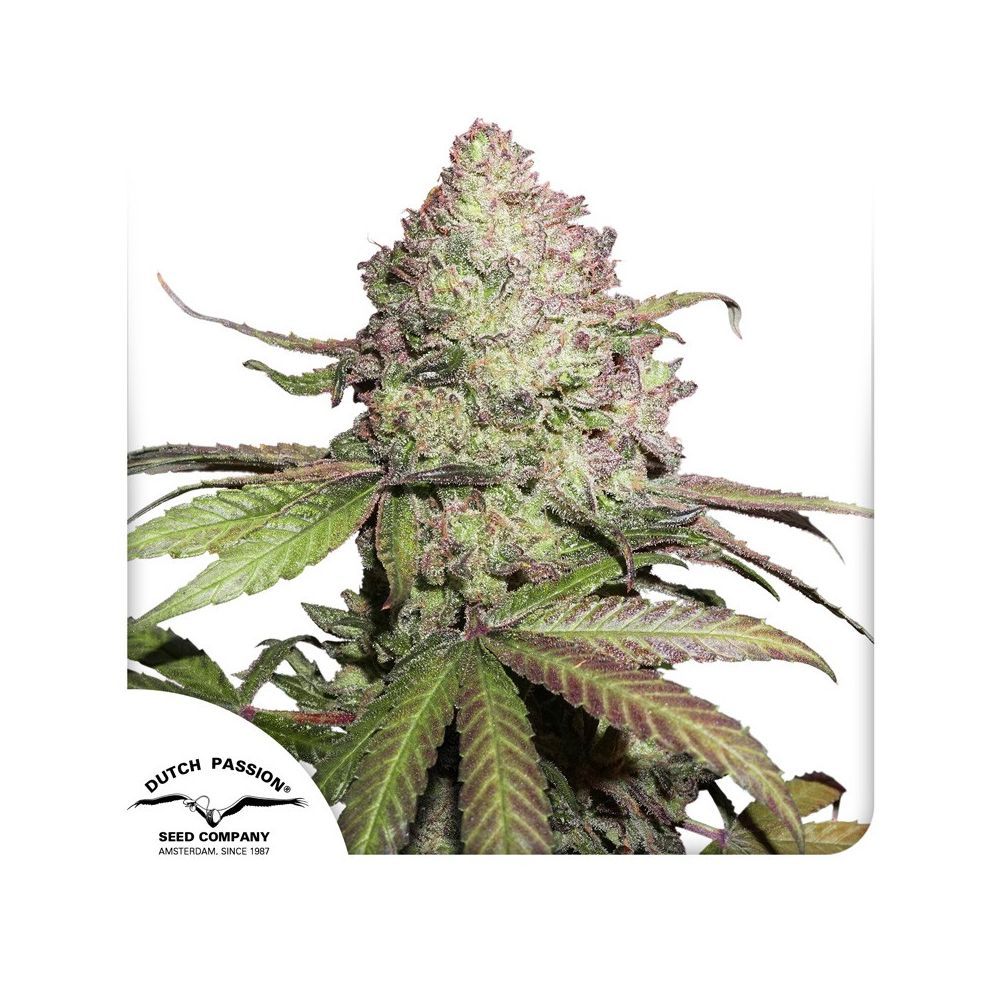 Dutch Passion CBD Charlottes Angel Hanfsamen Blüte