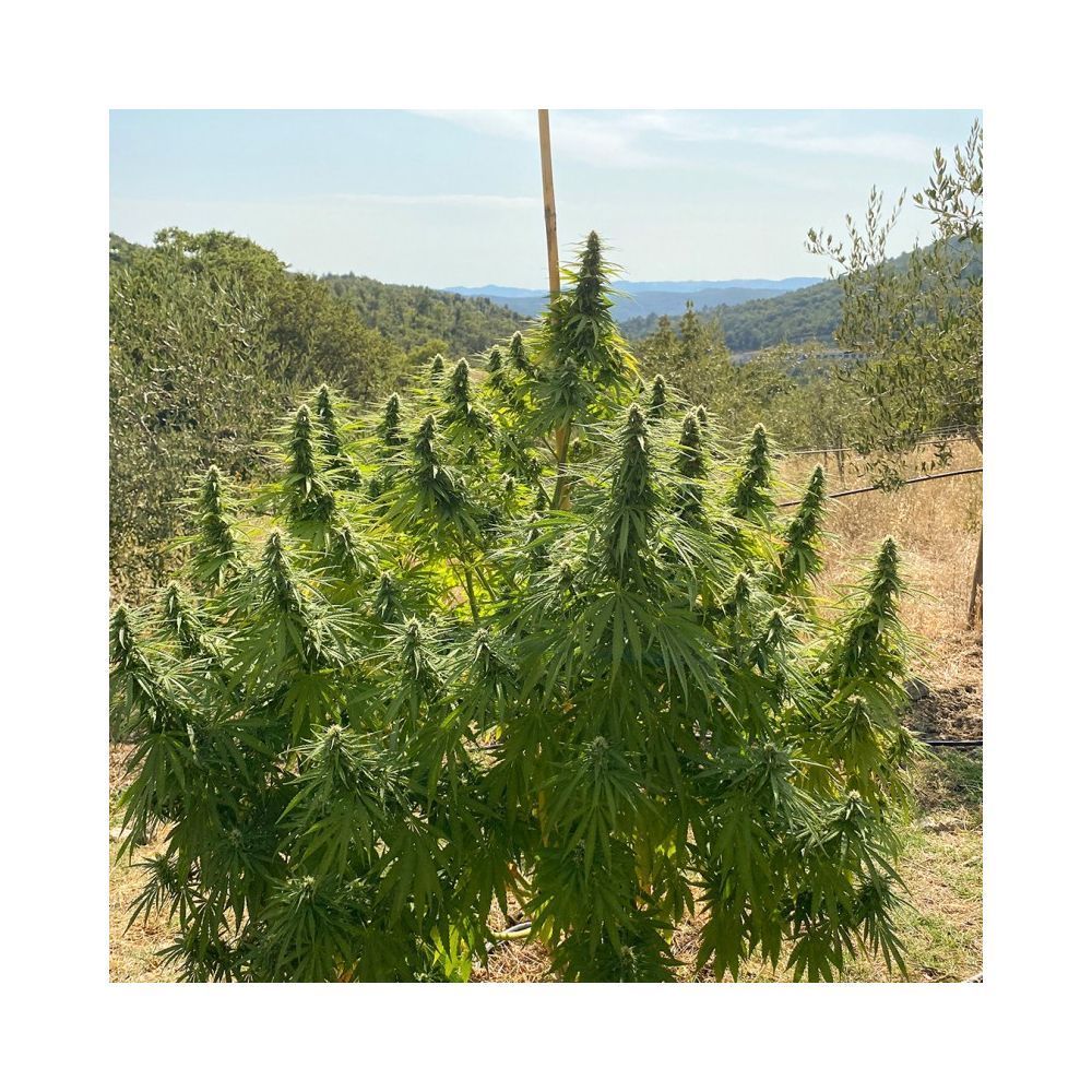 Dutch Passion CBD Charlottes Angel Hanfsamen Outdoor