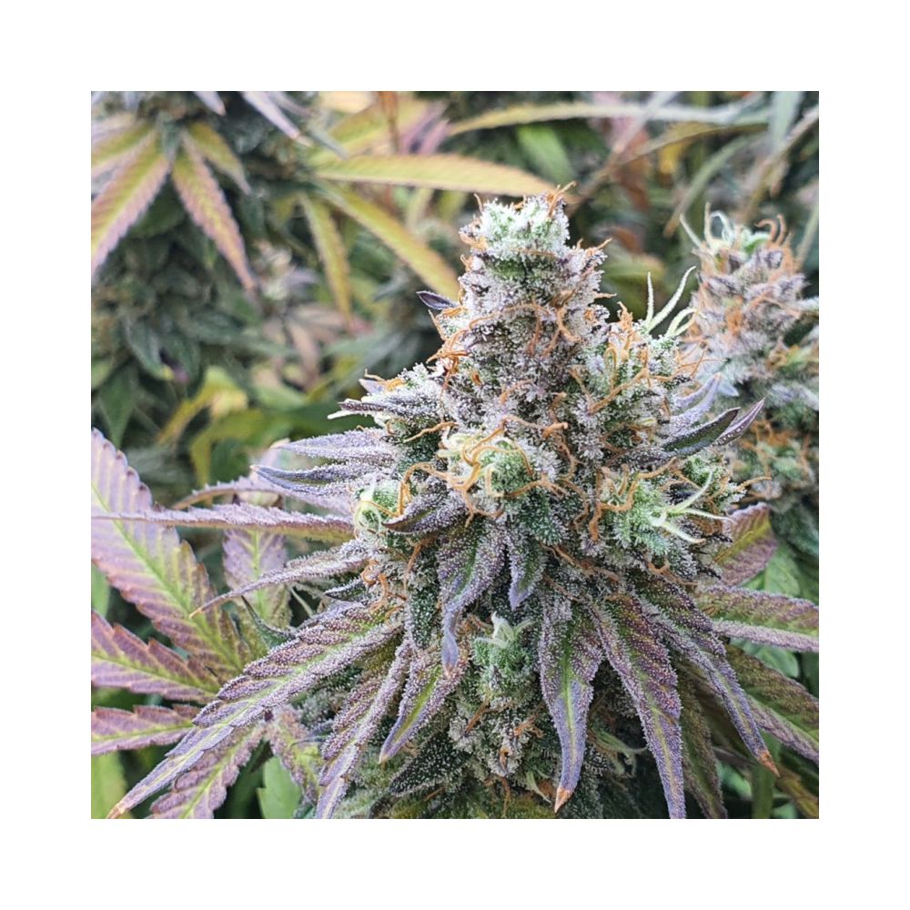 Dutch Passion CBD Charlottes Angel Hanfsamen Blüte