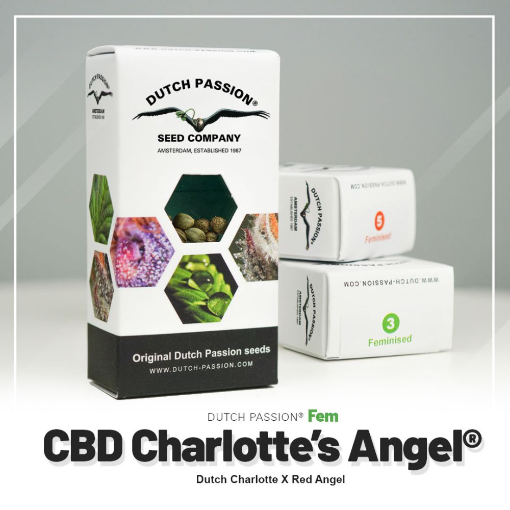 Dutch Passion CBD Charlotes Angel Hanfsamen Verpackung