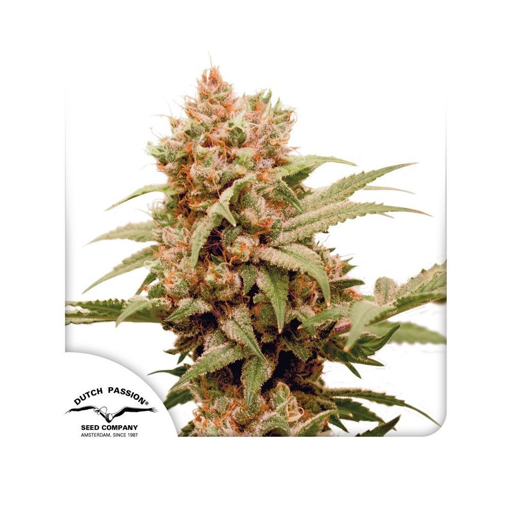 Dutch Passion CBG Force Hanfsamen Blüte