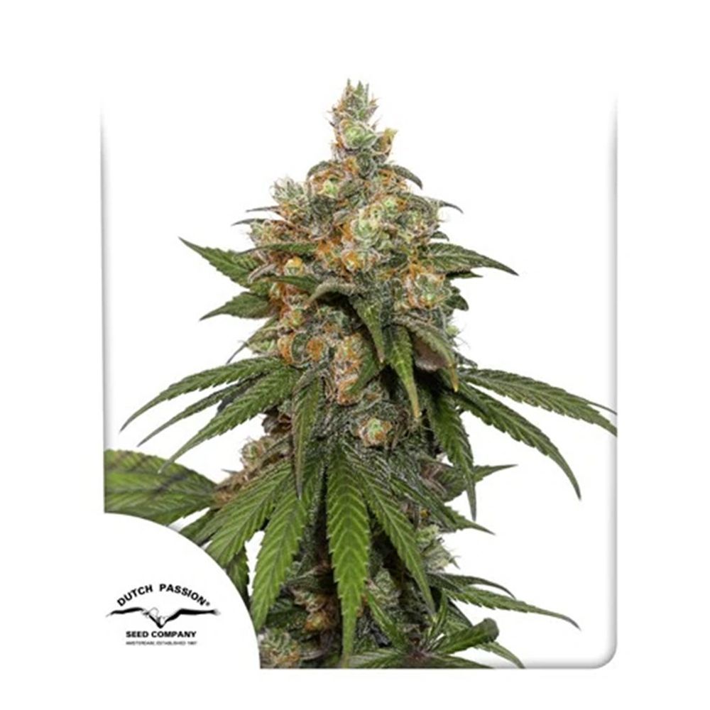 Dutch Passion HiFi 4G Feminsierte Hanfsamen Cannabisblüte