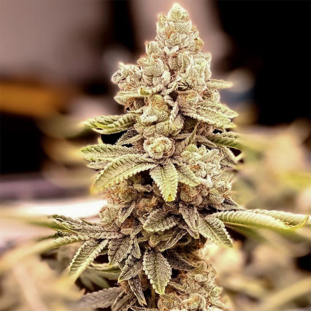 Dutch Passion HiFi 4G Feminsierte Hanfsamen Cannabisblüte