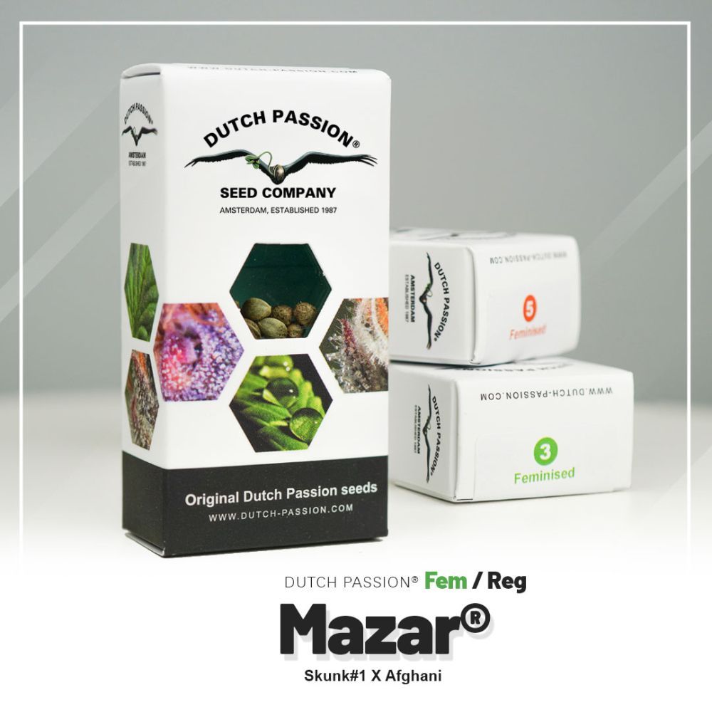 Dutch Passion Mazar Verpackung