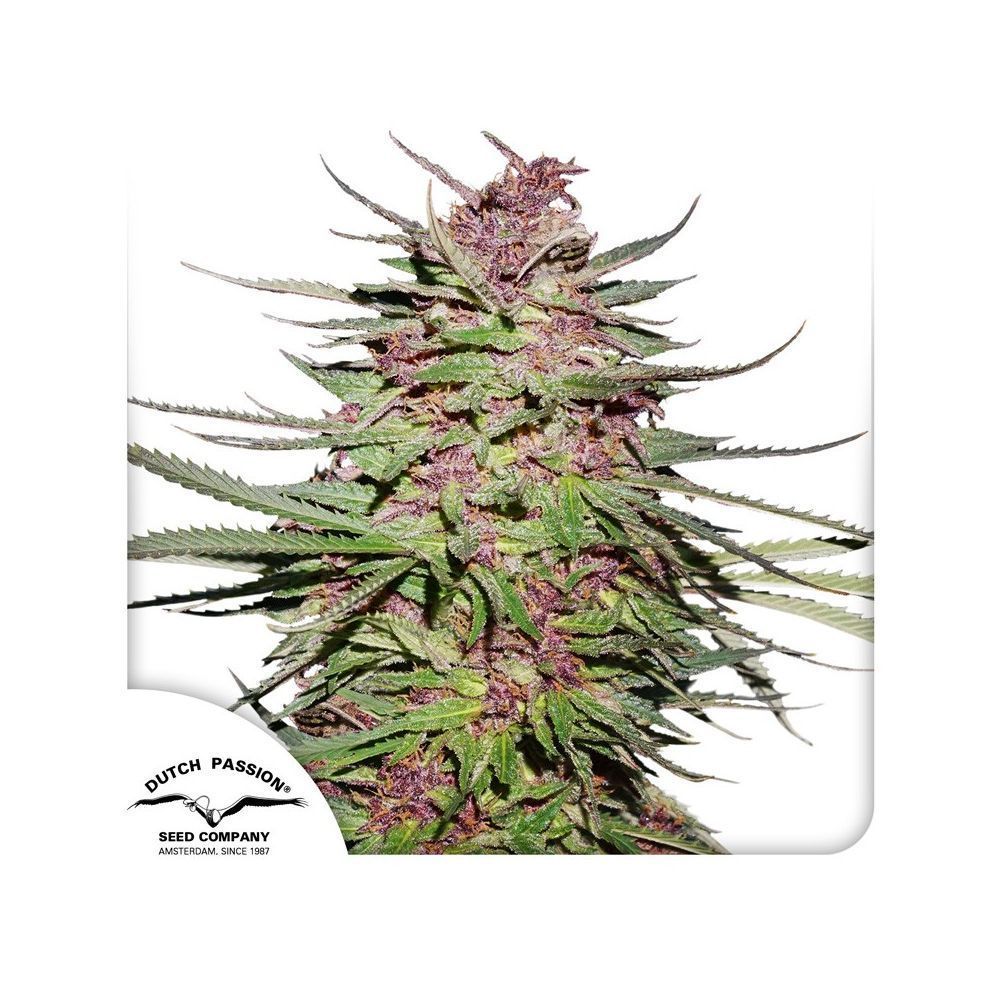 Dutch Passion Purple #1 Hanfpflanze Blüten
