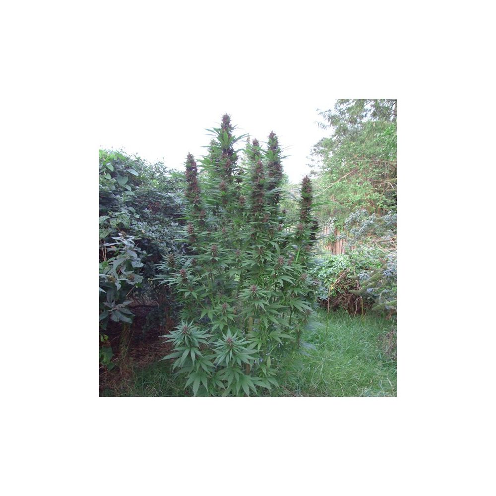 Dutch Passion Purple #1 Hanfpflanze Outdoor