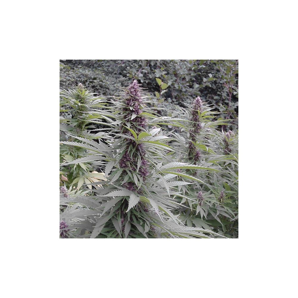 Dutch Passion Purple #1 Hanfpflanze Blüten
