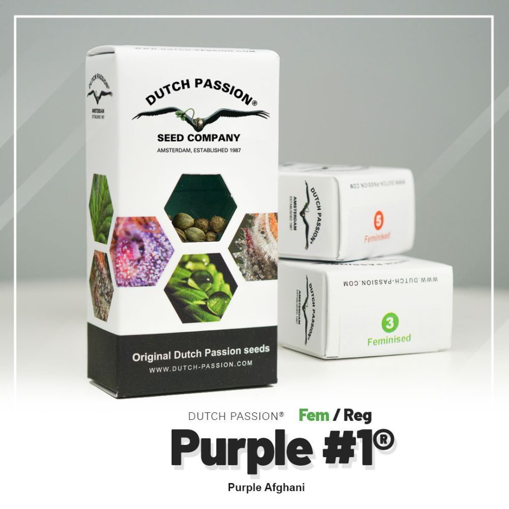 Dutch Passion Purple #1 Hanfpflanze Verpackung
