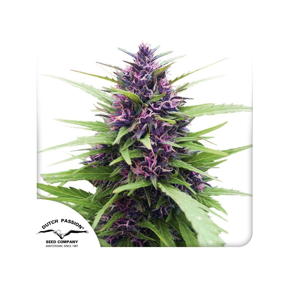 Dutch Passion Shaman Hanfpflanze Blüten