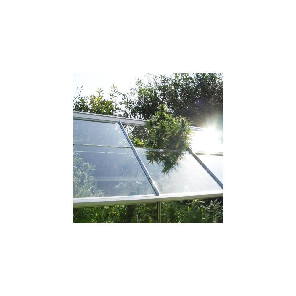 Dutch Passion Shaman Hanfpflanze Gewächshaus