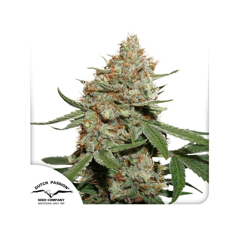 Dutch Passion Skunk #11 Hanfpflanze Blüte