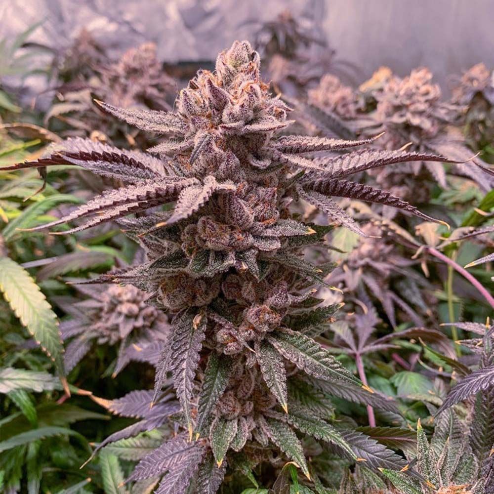 Dutch Passion Sluh Mint Cake Feminisierte Hanfsamen Cannabisblüte