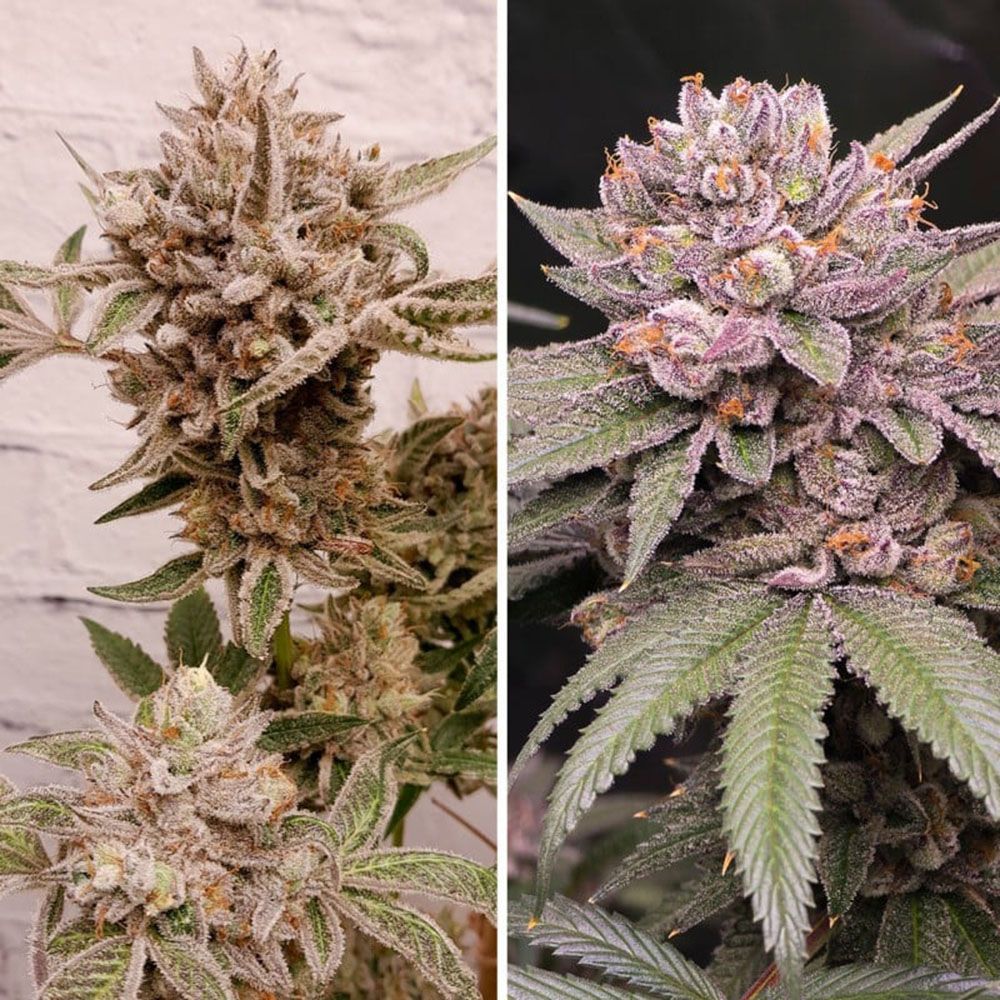 Dutch Passion Sluh Mint Cake Feminisierte Hanfsamen Cannabisblüte