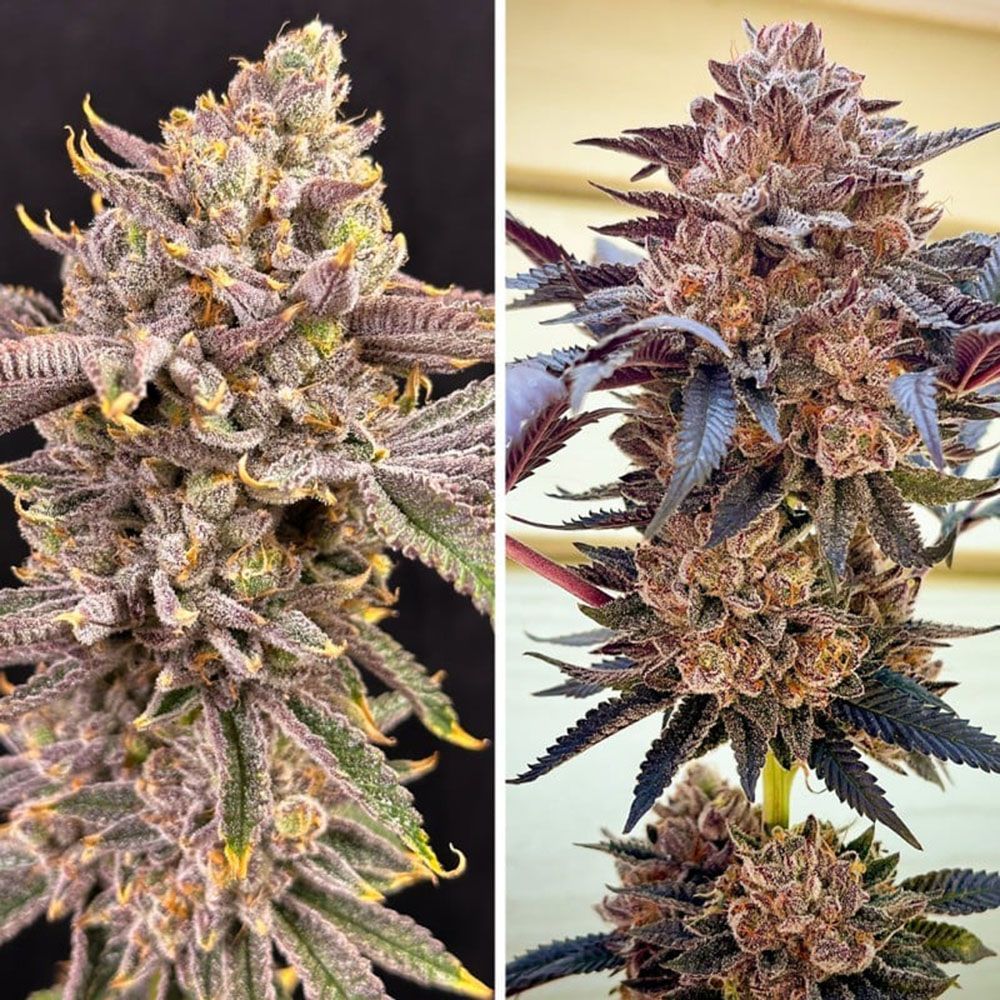 Dutch Passion Sluh Mint Cake Feminisierte Hanfsamen Cannabisblüte