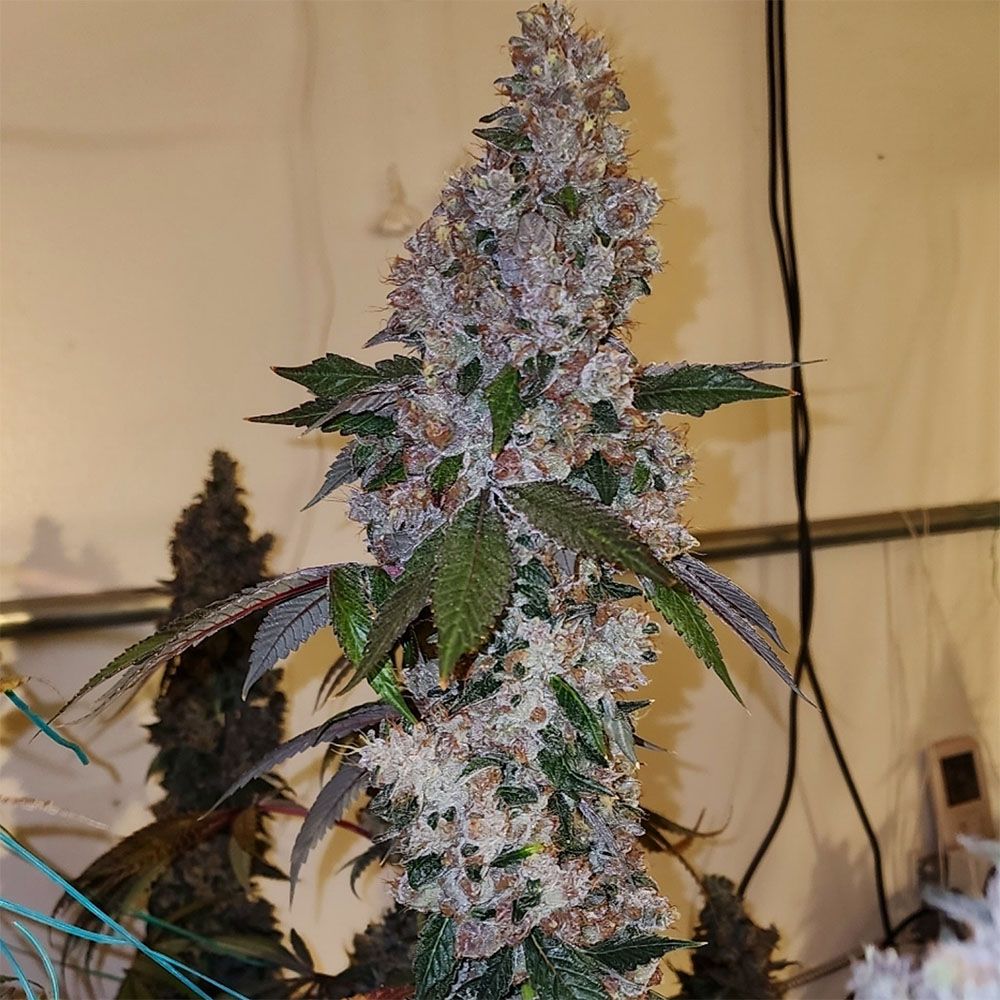 Ethos Genetics Liqueur R1 Feminisierte Blüte