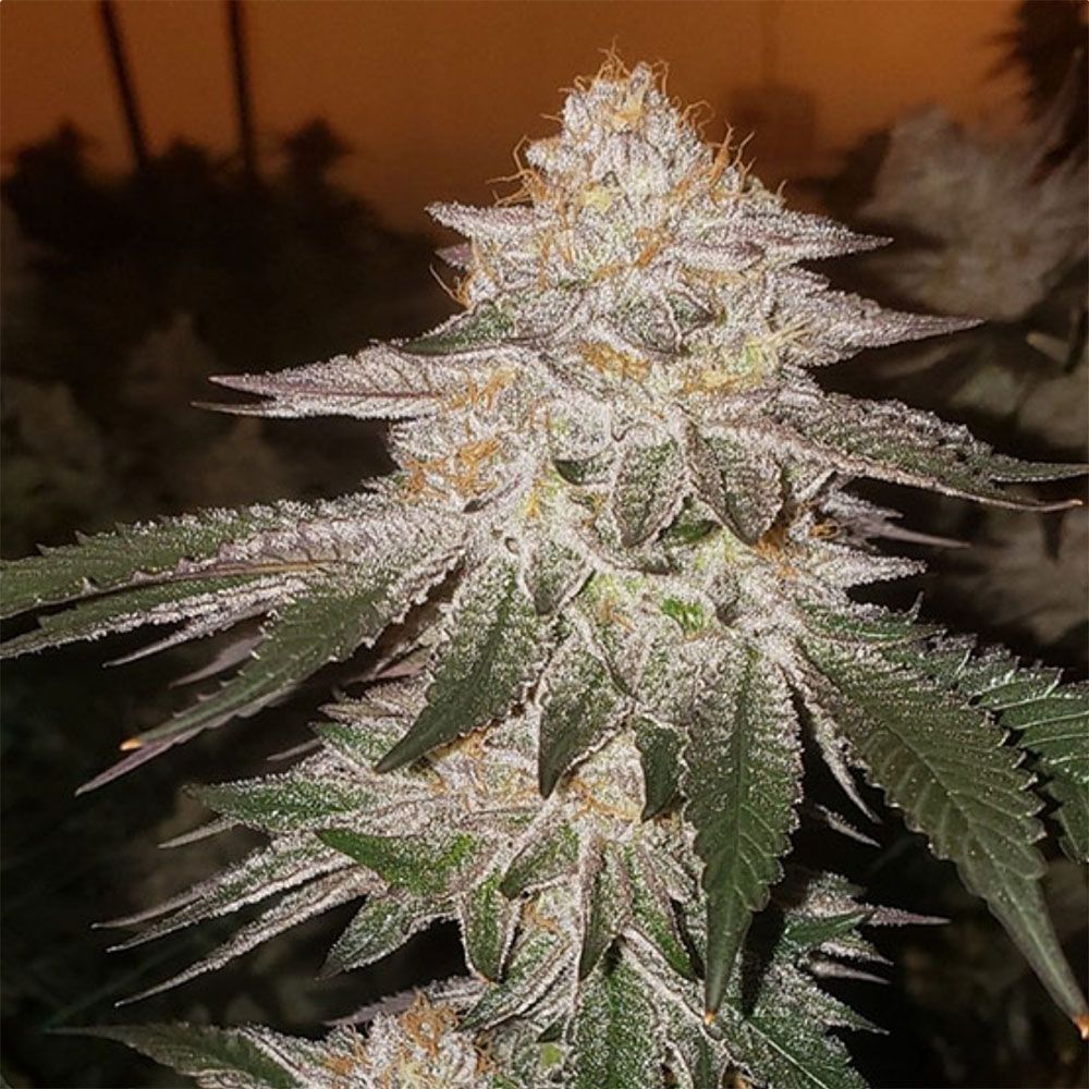 Ethos Genetics Pina RBX2 Auto Hanfsamen Cannabisblüte