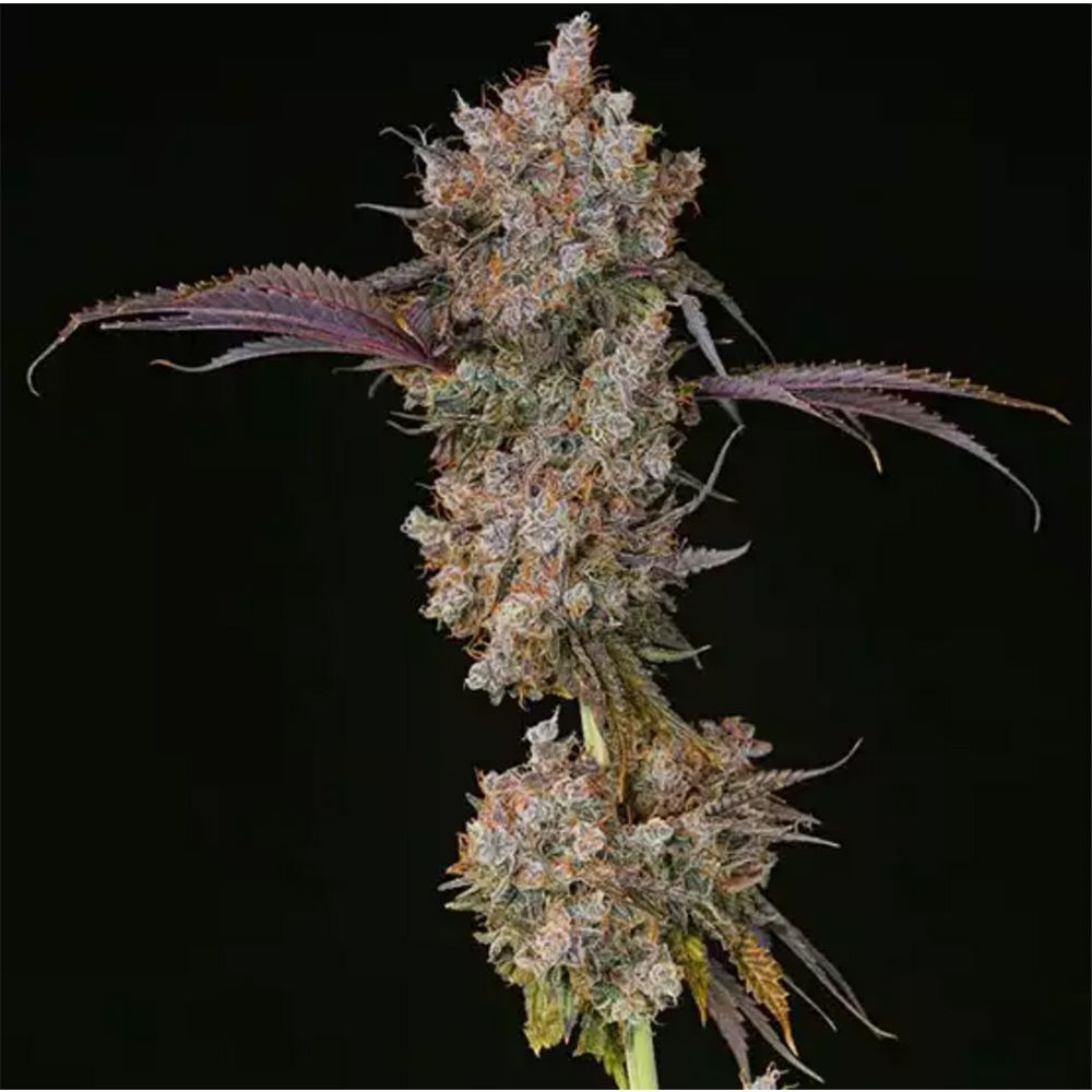 Ethos Genetics XXX Feminisierte Blüte